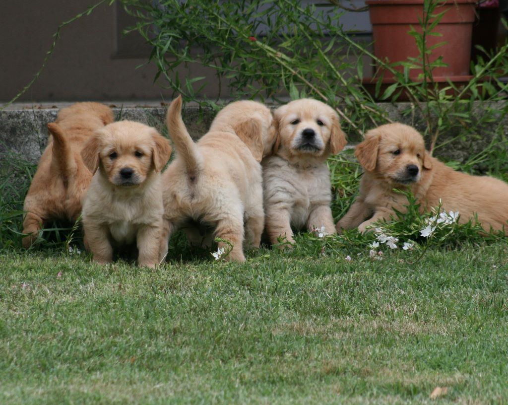 Du Diamant Noir D'Alienor - Golden Retriever - Portée née le 15/05/2017