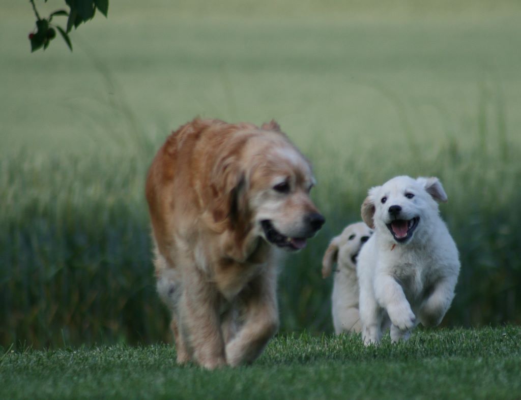Du Diamant Noir D'Alienor - Golden Retriever - Portée née le 06/04/2019